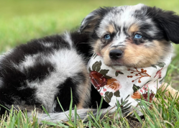 australian shepherd puppies indiana