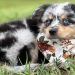 australian shepherd puppies indiana