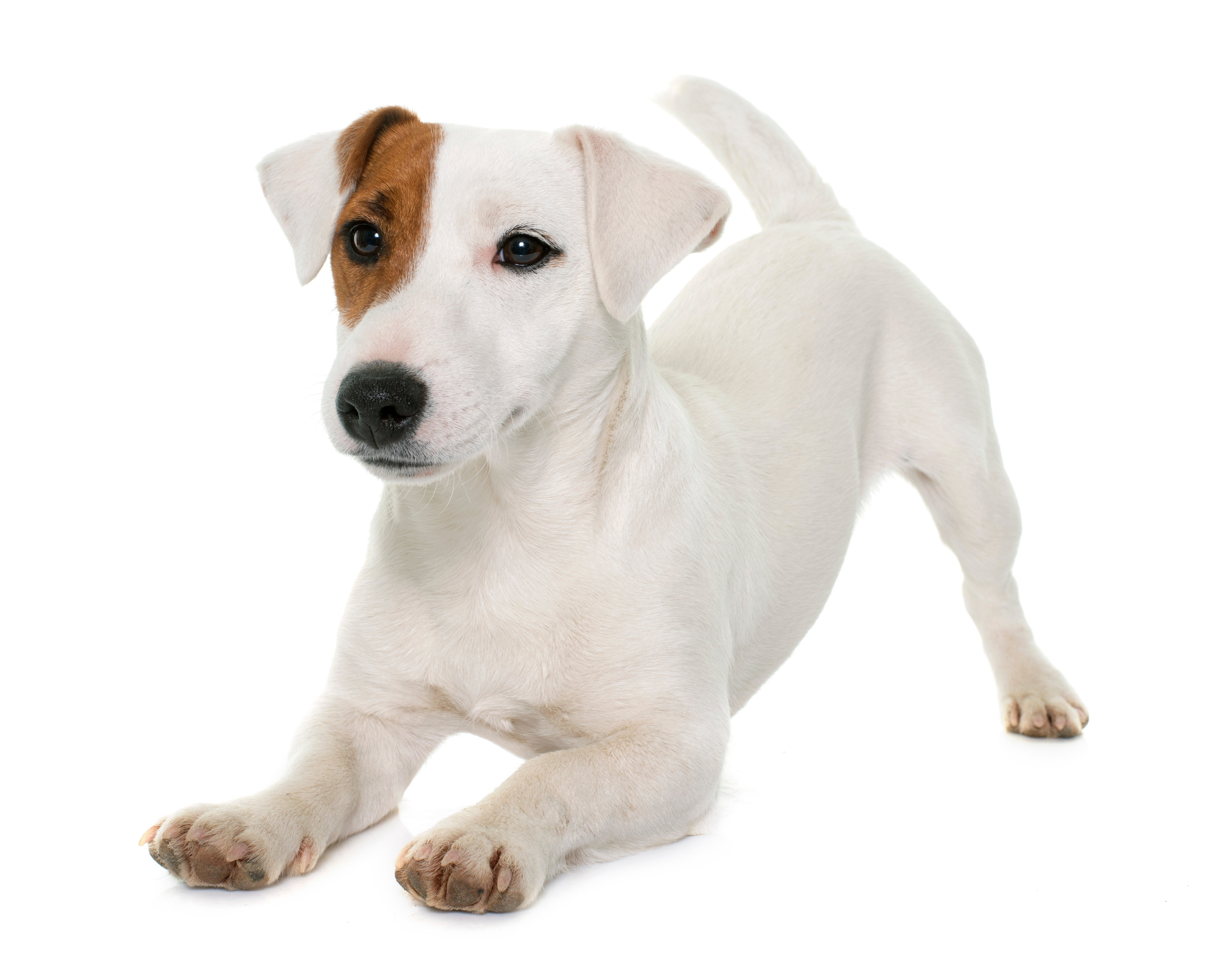 jack russell terriers for adoption near me