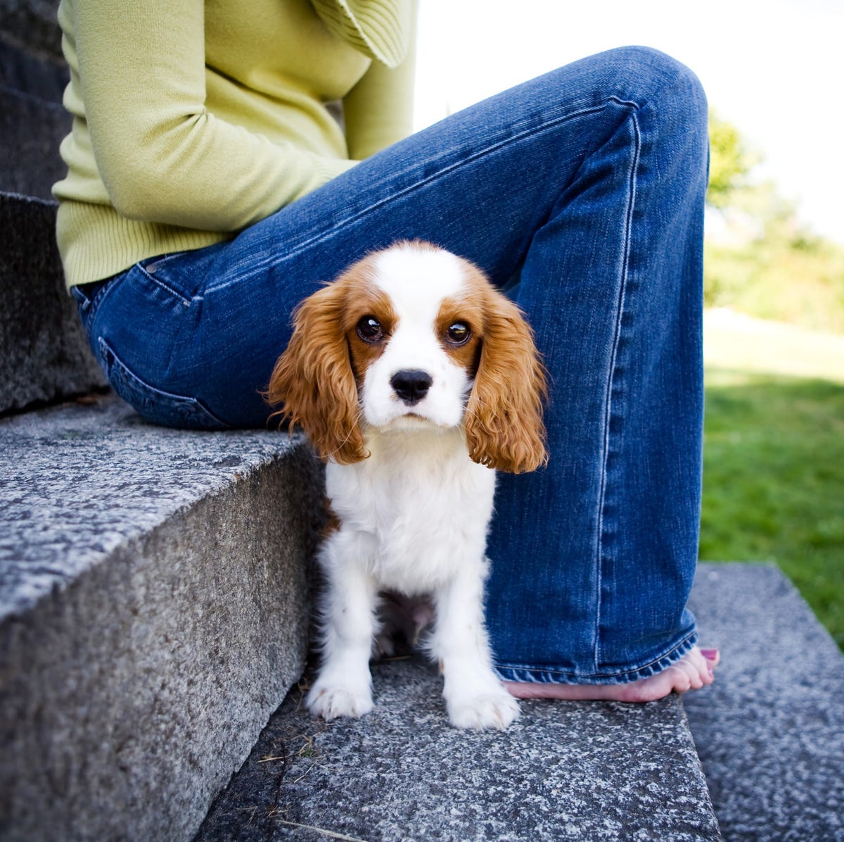 best small breed dogs for seniors