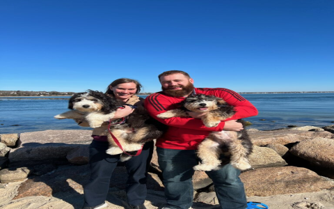 bernedoodle ohio breeders