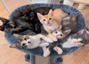 kitten rescue groups