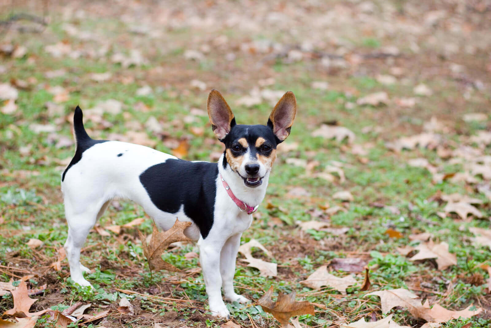 rat terrier puppies for sale in texas