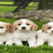 puppies websites