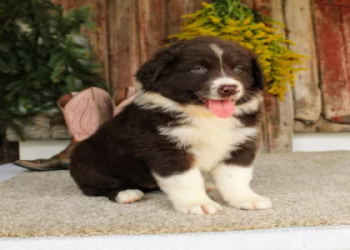 dog for sale florida