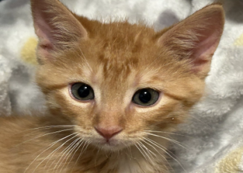orange kitten adoption