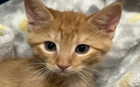 orange kitten adoption