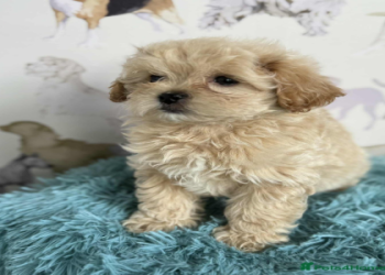 cockapoo and pug mix