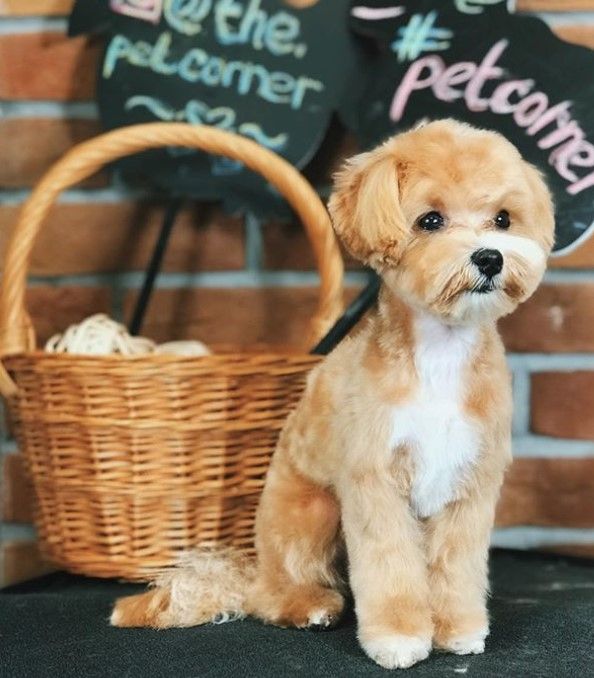maltipoo haircuts styles pictures