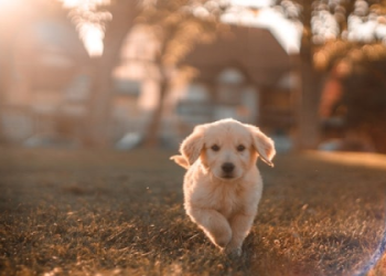 pet store norwich ct