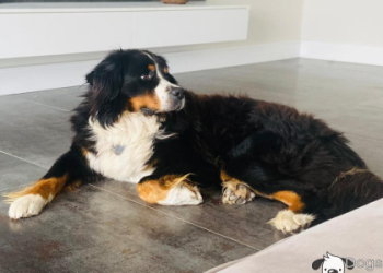 dog breeders near me open now