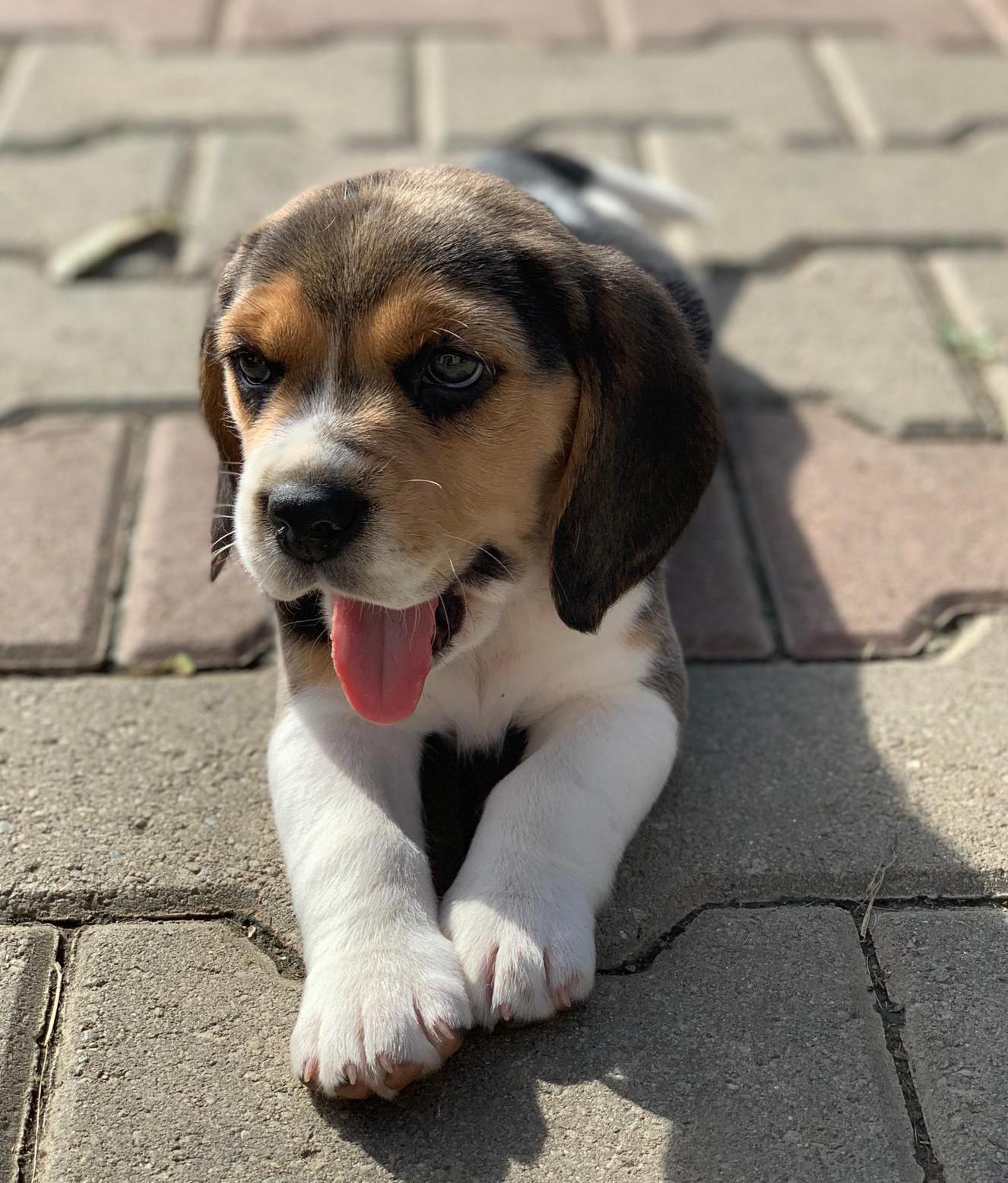 adorable beagle puppies