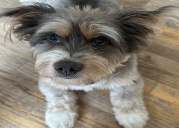 rescue dogs naperville