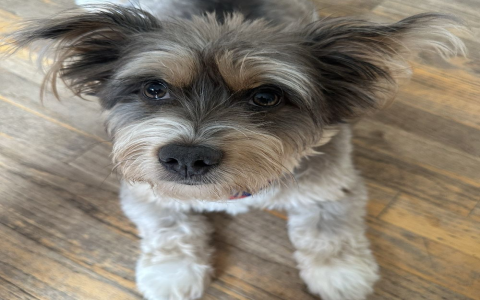 rescue dogs naperville