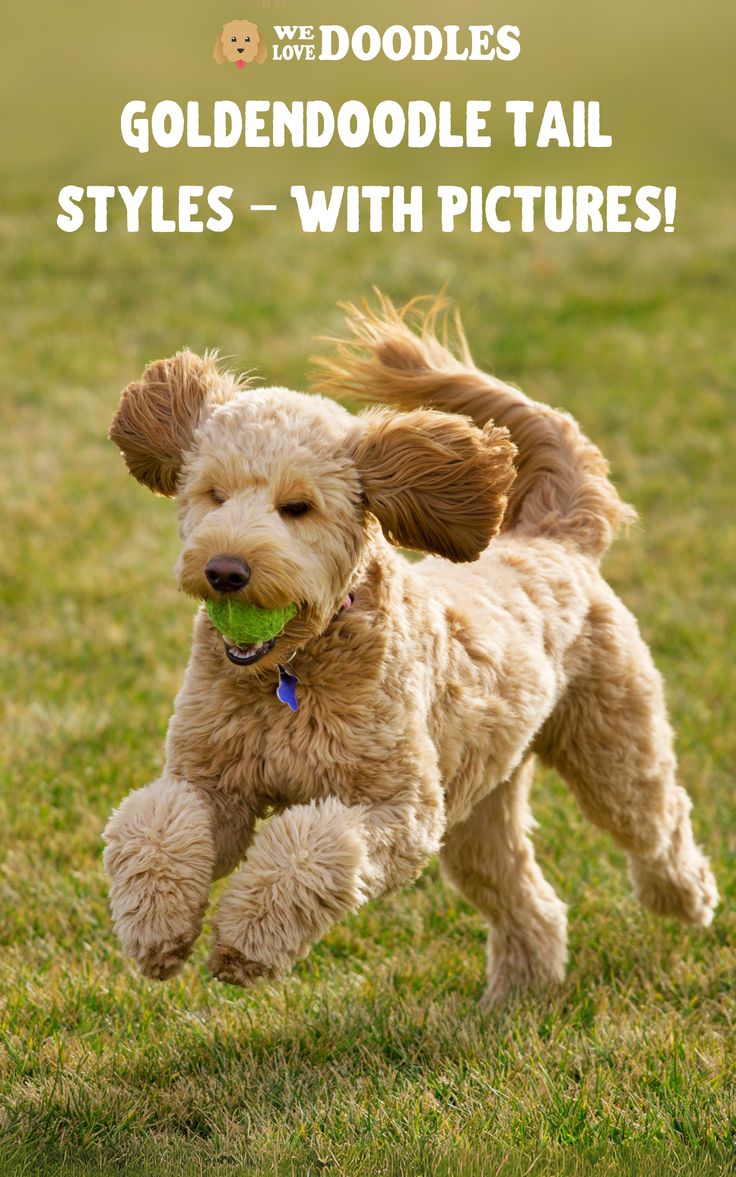 goldendoodle tail styles