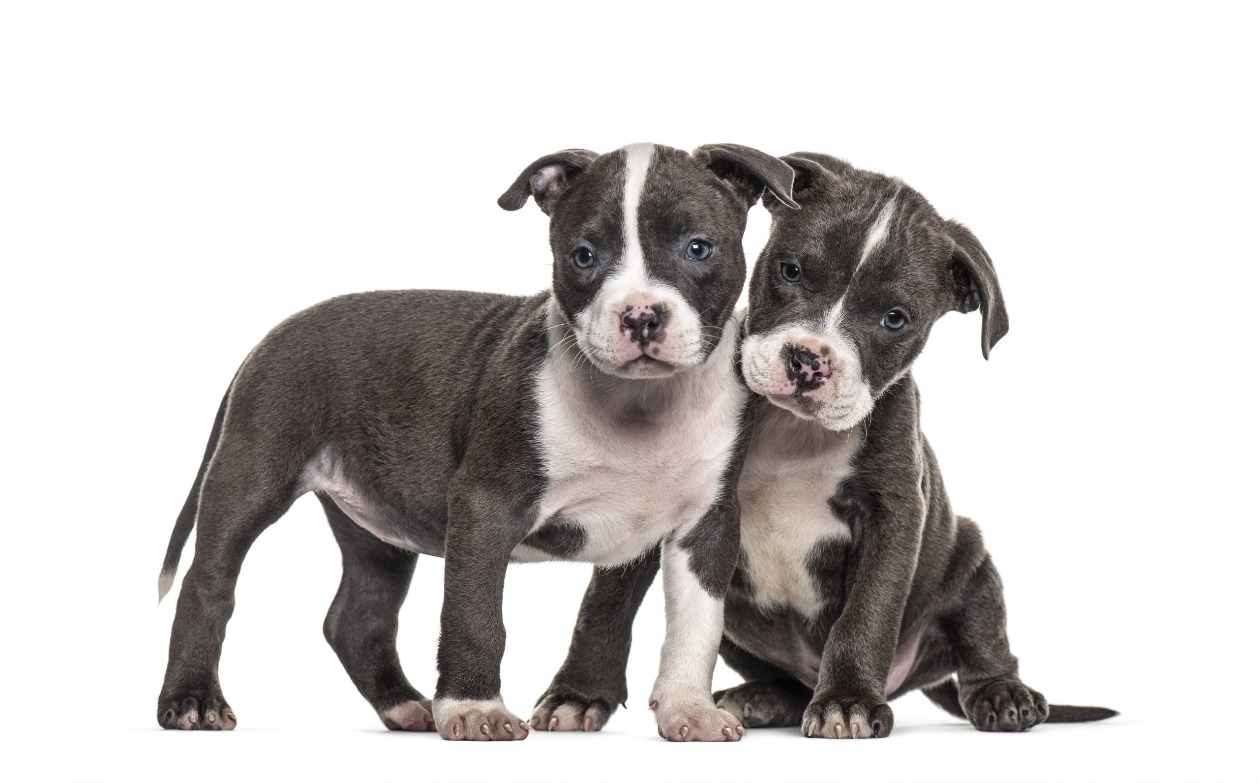 pit bull terrier sale