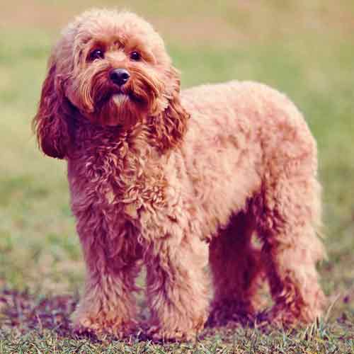 copper dog breed