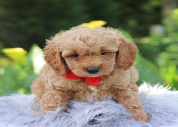 where to get a puppy near me