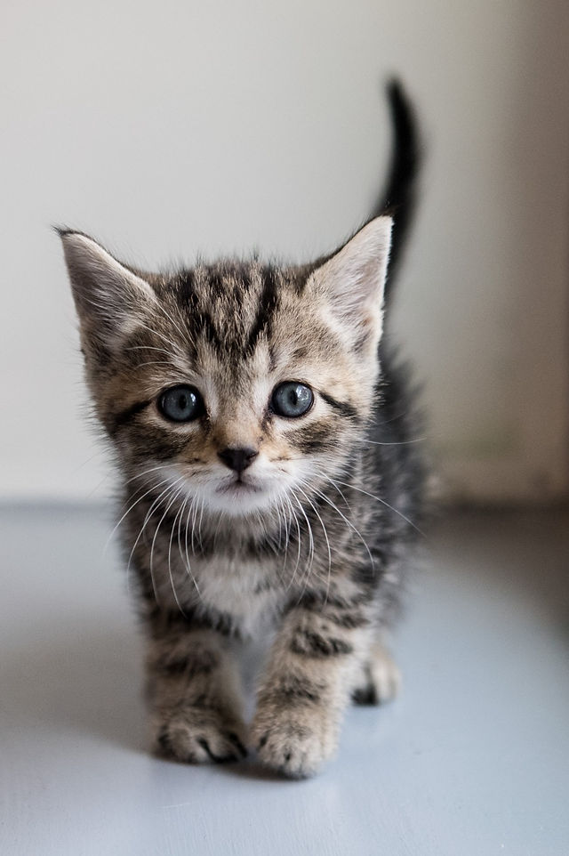 free cat sanctuary near me