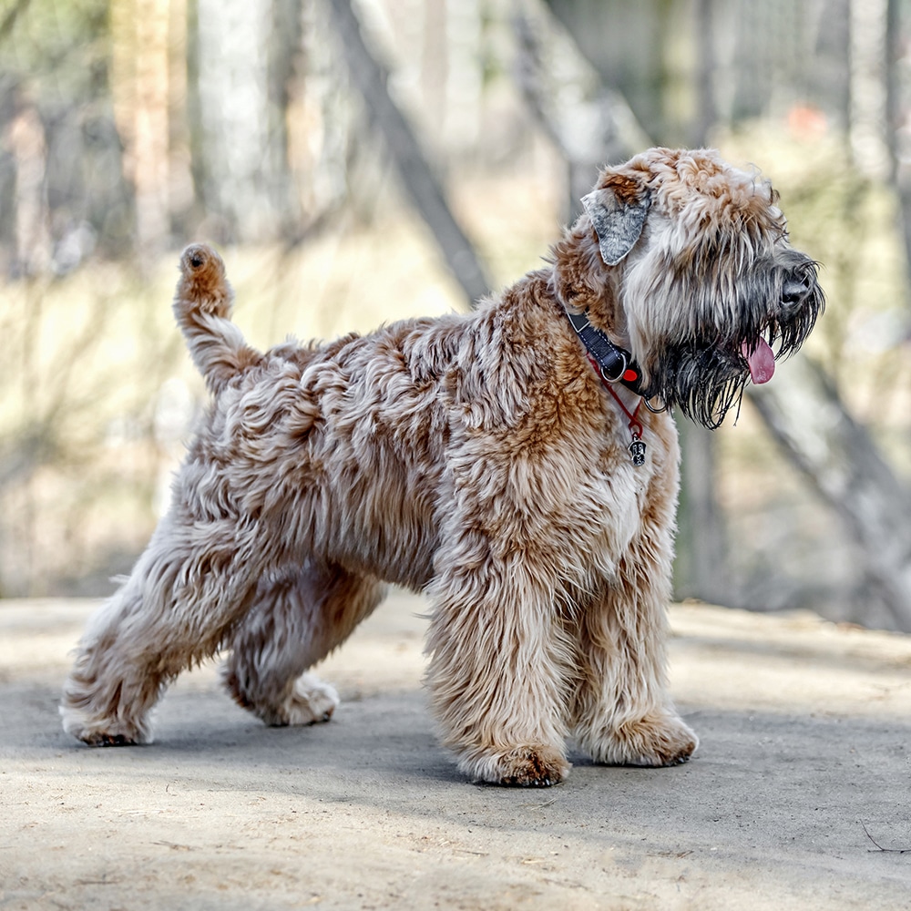 best dog food for wheaten terriers