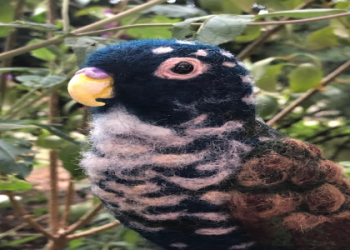 pionus parrots for sale