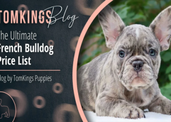 french bulldogs for sale in washington state