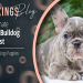french bulldogs for sale in washington state