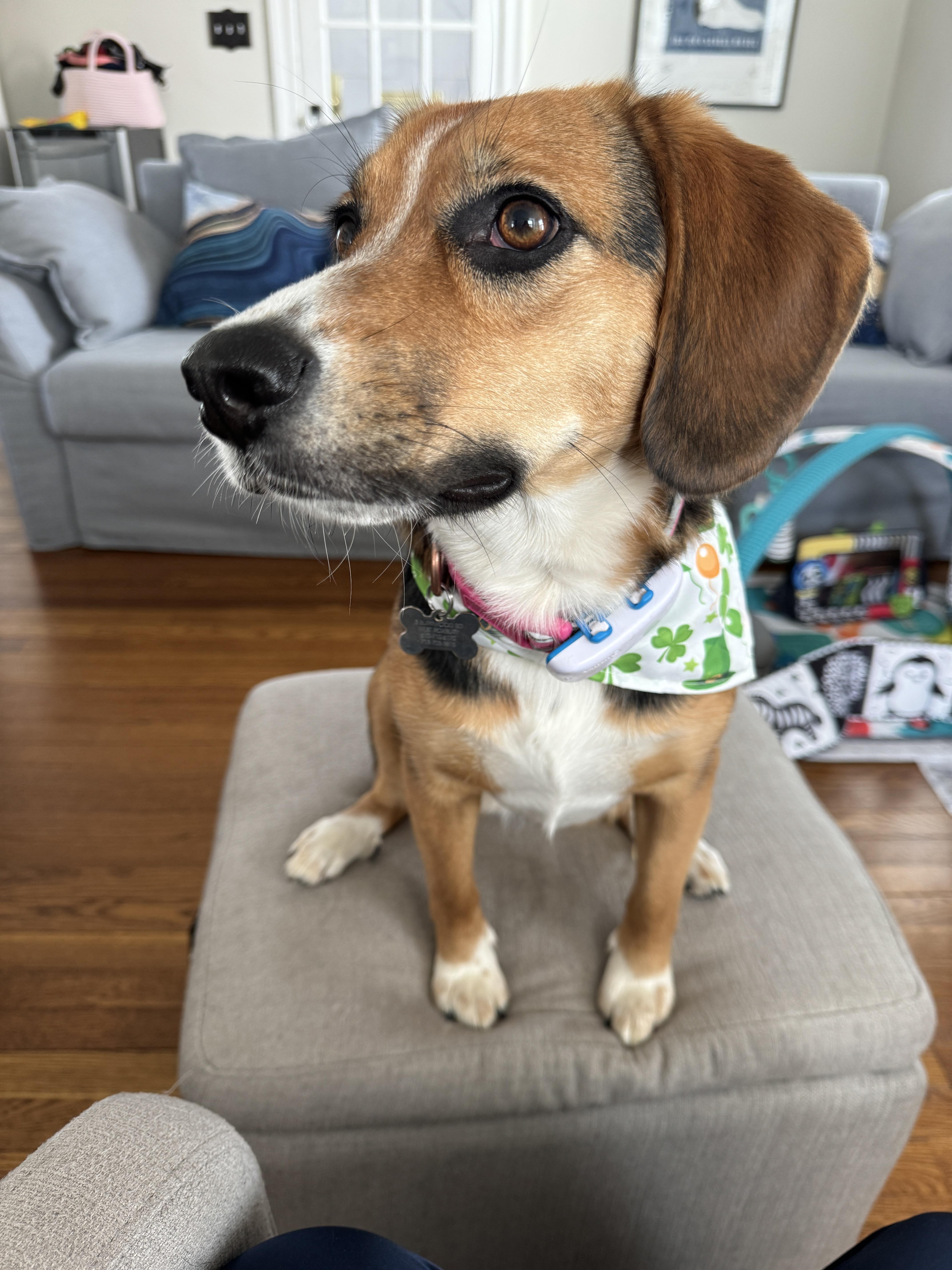 beagle aussie mix puppies