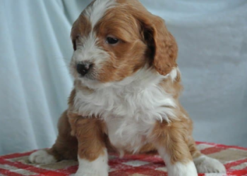 best maltipoo breeders