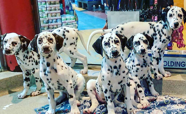 where can i list a dog for sale