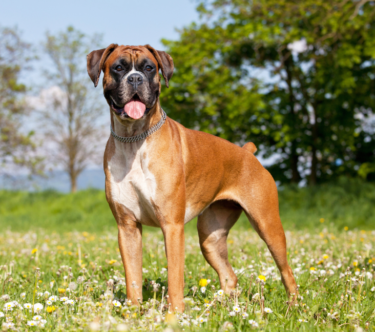 boxer dogs for sale in pa