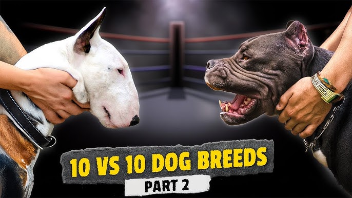 english bull terrier vs staffordshire bull terrier