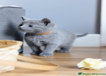 petfinder com kittens