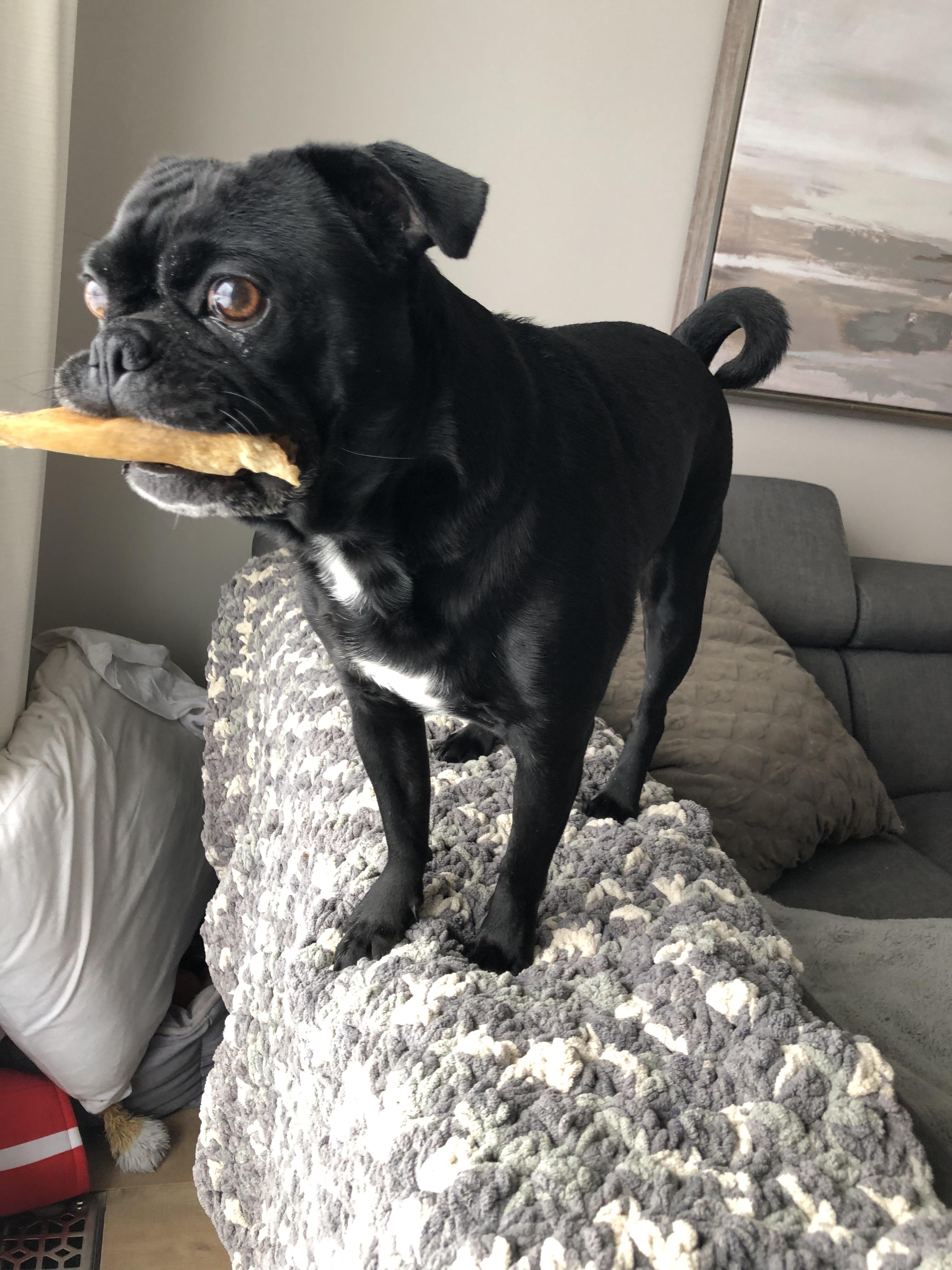 pug and boston terrier mix