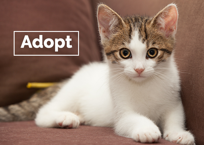 where can i buy a cat near me