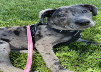 great dane x german shepherd