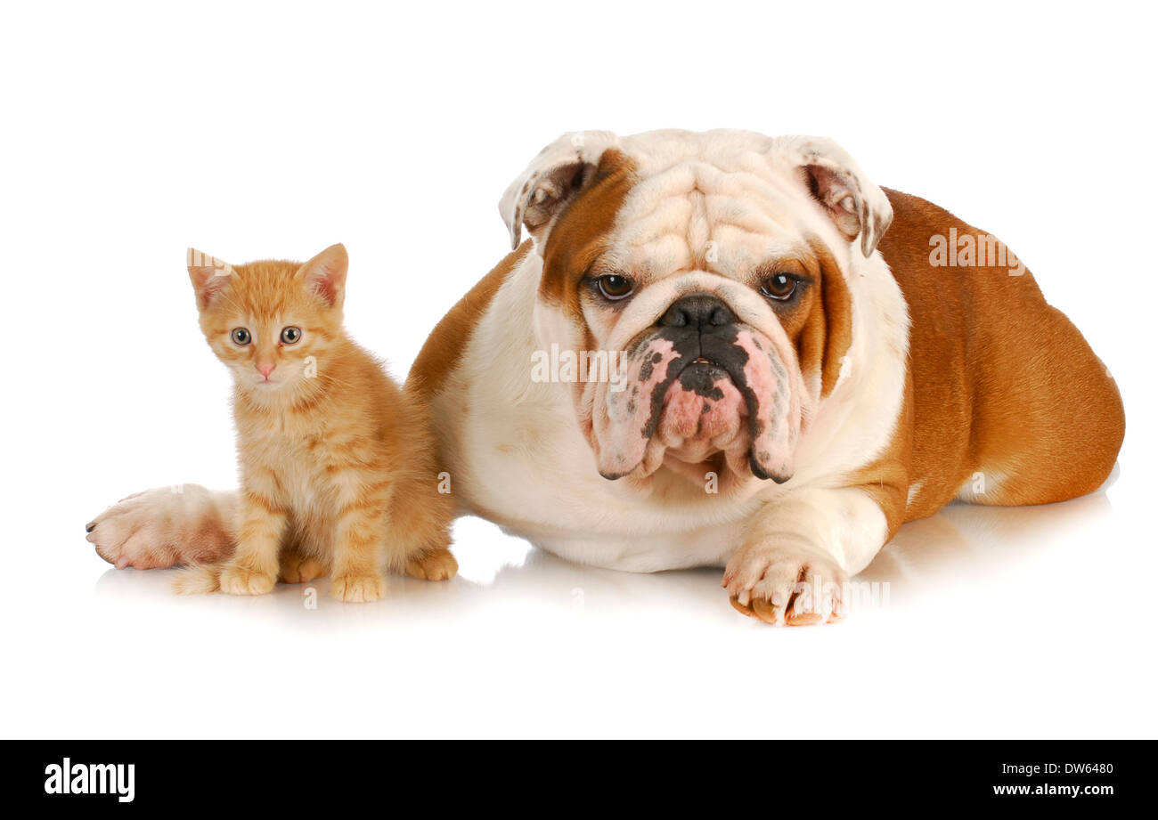 english bulldog and cats