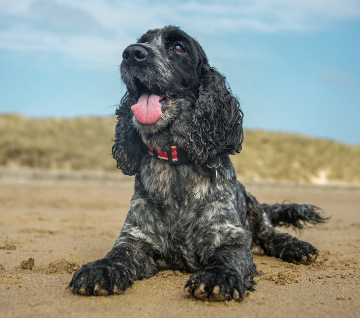 adopt spaniel near me