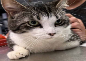 kittens for sale salisbury md