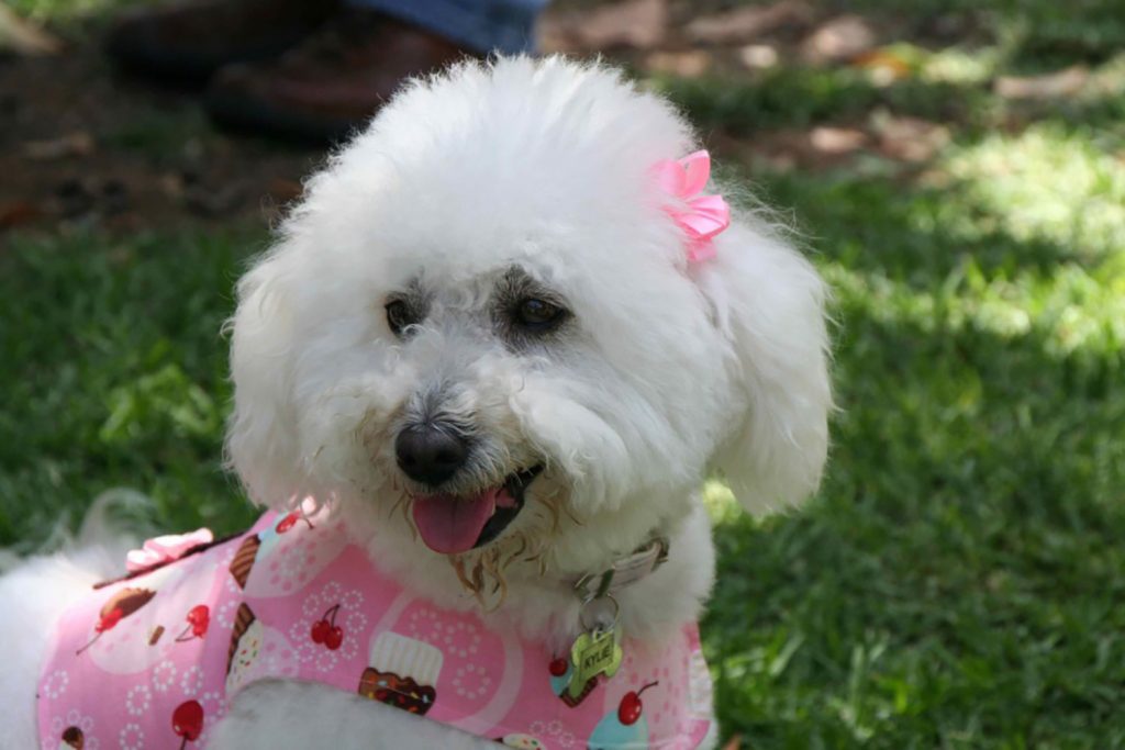 bichon for adoption