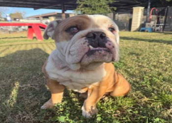 english bulldog breeders california