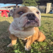 english bulldog breeders california