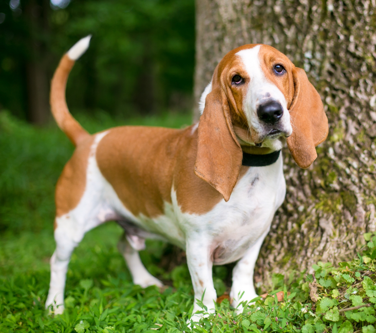 basset hound adoption illinois