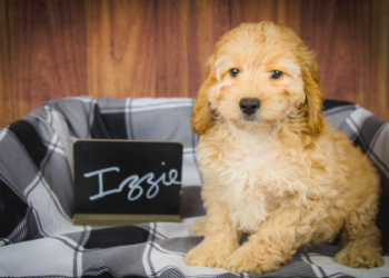 cockapoo puppies in florida