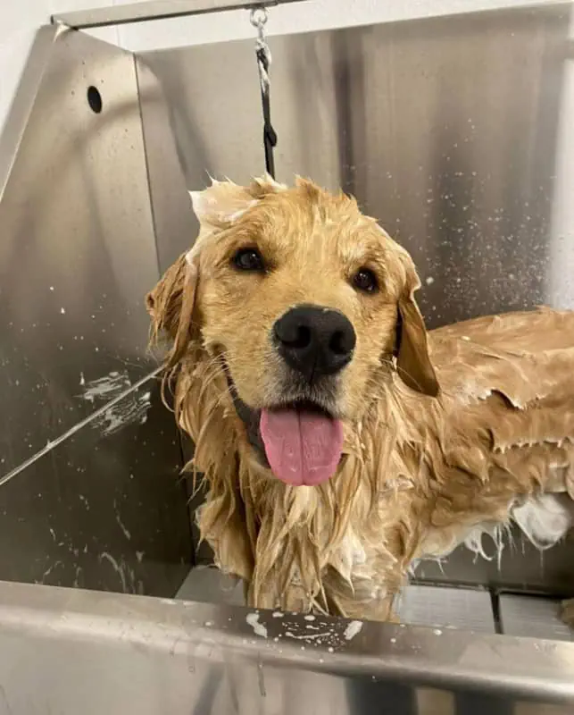 dog grooming englewood nj