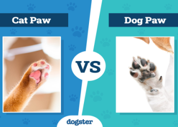 paw image