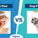 paw image