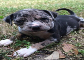 merle pitbulls puppies