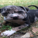 merle pitbulls puppies