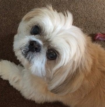 oldest shih tzu ever